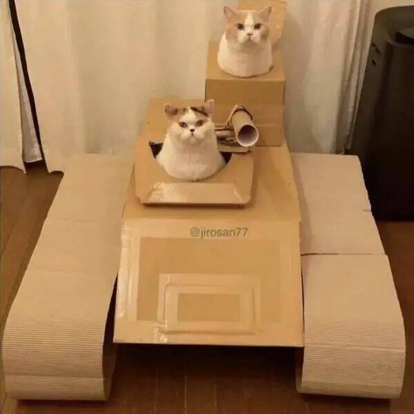 Purrfectly Hilarious Cat Memes And Photos