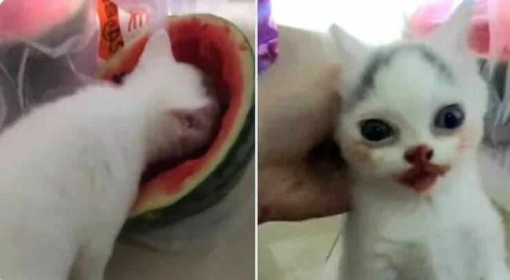 Purrfectly Hilarious Cat Memes And Photos