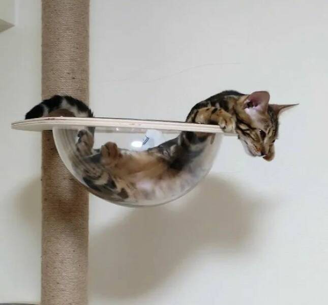 Purrfectly Hilarious Cat Memes And Photos