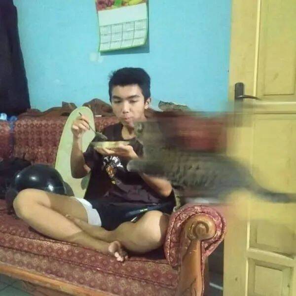 Purrfectly Hilarious Cat Memes And Photos