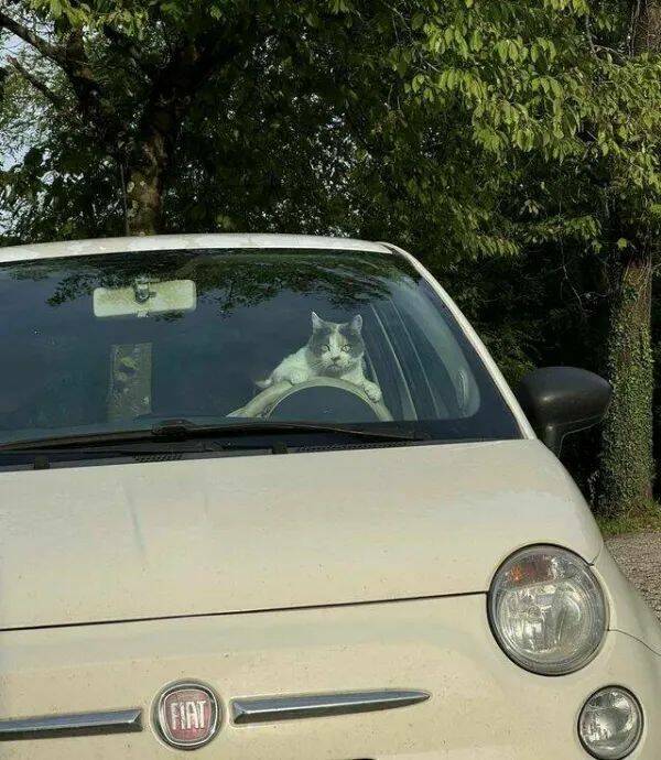 Purrfectly Hilarious Cat Memes And Photos Purrfectly Hilarious Cat Memes And Photos