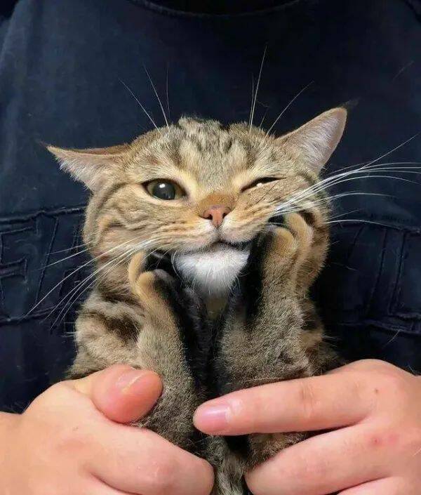 Purrfectly Hilarious Cat Memes And Photos Purrfectly Hilarious Cat Memes And Photos