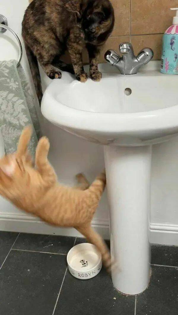 Purrfectly Hilarious Cat Memes And Photos Purrfectly Hilarious Cat Memes And Photos