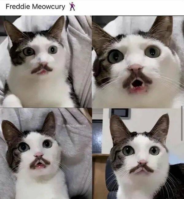Purrfectly Hilarious Cat Memes And Photos Purrfectly Hilarious Cat Memes And Photos