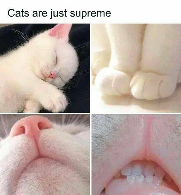 Purrfectly Hilarious Cat Memes And Photos Purrfectly Hilarious Cat Memes And Photos