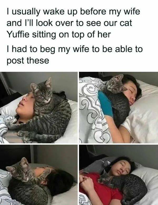 Purrfectly Hilarious Cat Memes And Photos Purrfectly Hilarious Cat Memes And Photos
