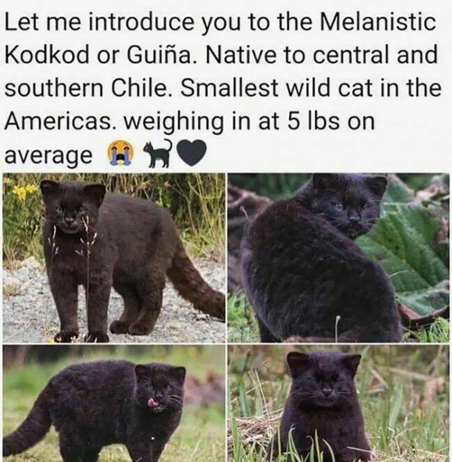 Purrfectly Hilarious Cat Memes And Photos Purrfectly Hilarious Cat Memes And Photos