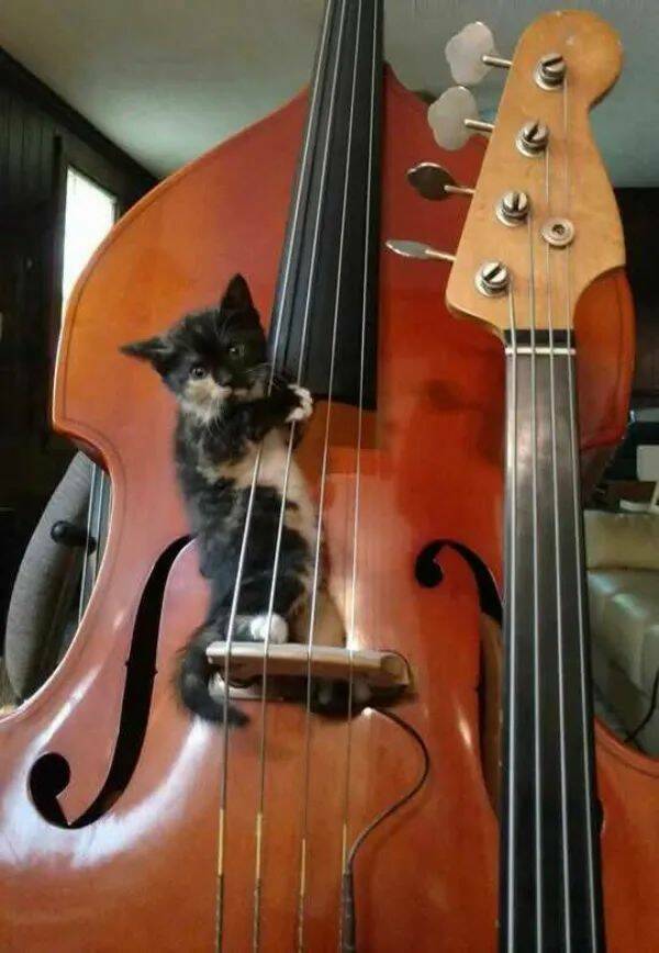 Purrfectly Hilarious Cat Memes And Photos Purrfectly Hilarious Cat Memes And Photos