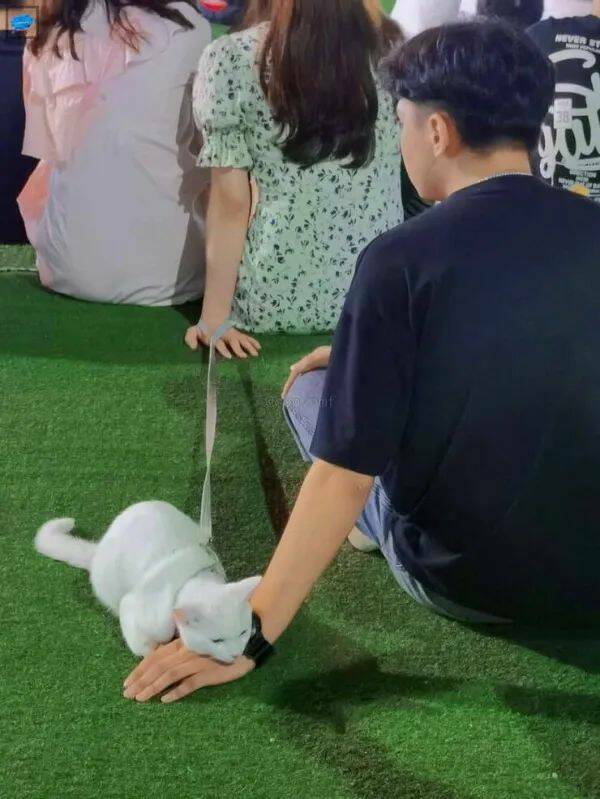 Purrfectly Hilarious Cat Memes And Photos