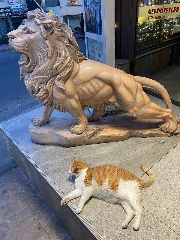 Purrfectly Hilarious Cat Memes And Photos