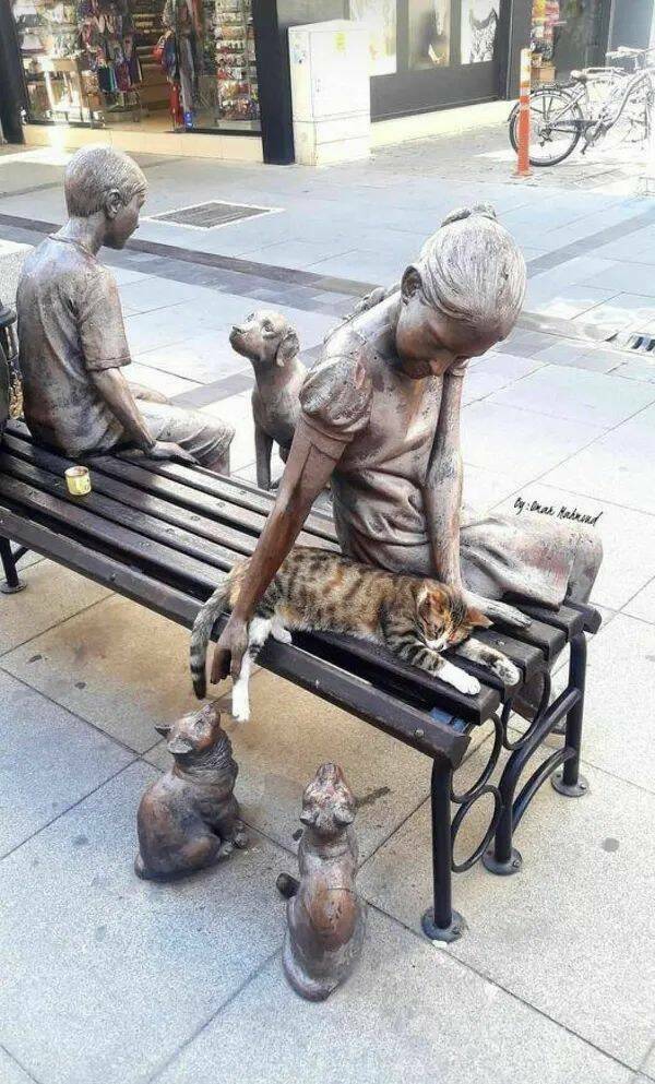 Purrfectly Hilarious Cat Memes And Photos