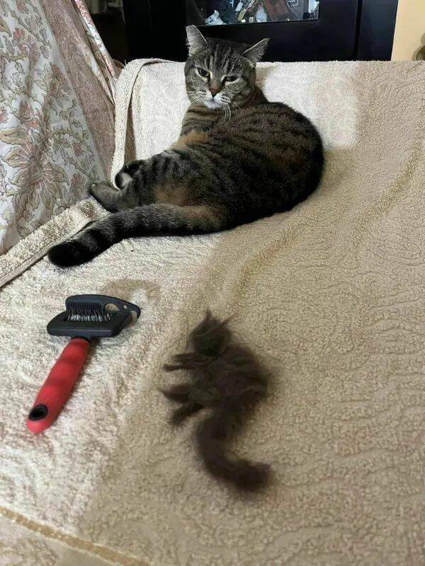 Purrfectly Hilarious Cat Memes And Photos