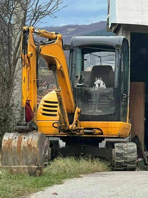 Purrfectly Hilarious Cat Memes And Photos