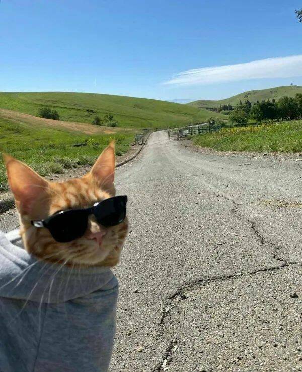 Purrfectly Hilarious Cat Memes And Photos