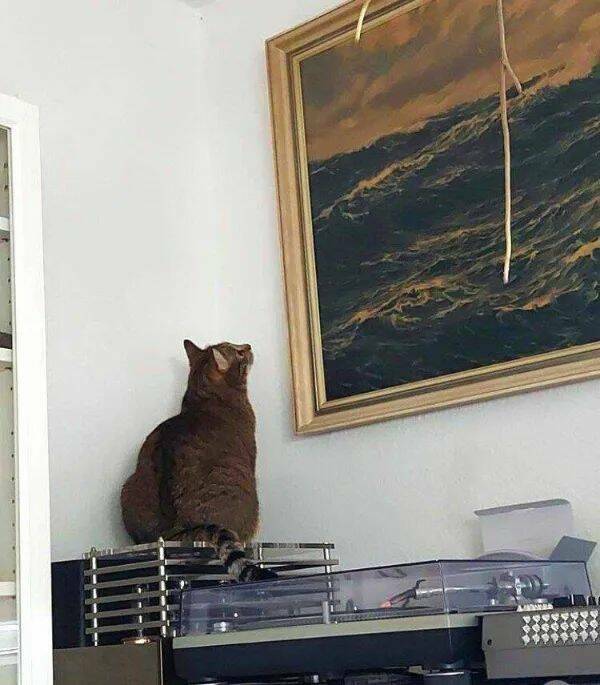 Purrfectly Hilarious Cat Memes And Photos