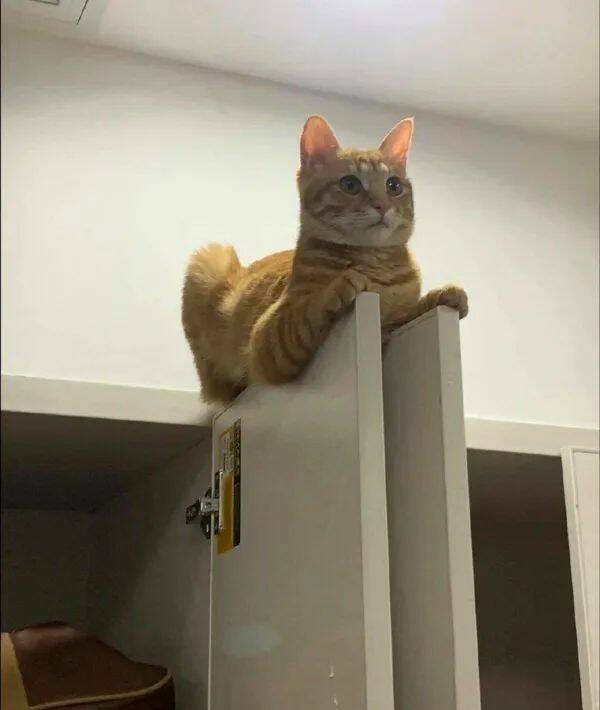 Purrfectly Hilarious Cat Memes And Photos