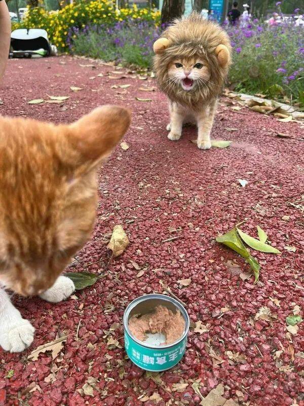 Purrfectly Hilarious Cat Memes And Photos