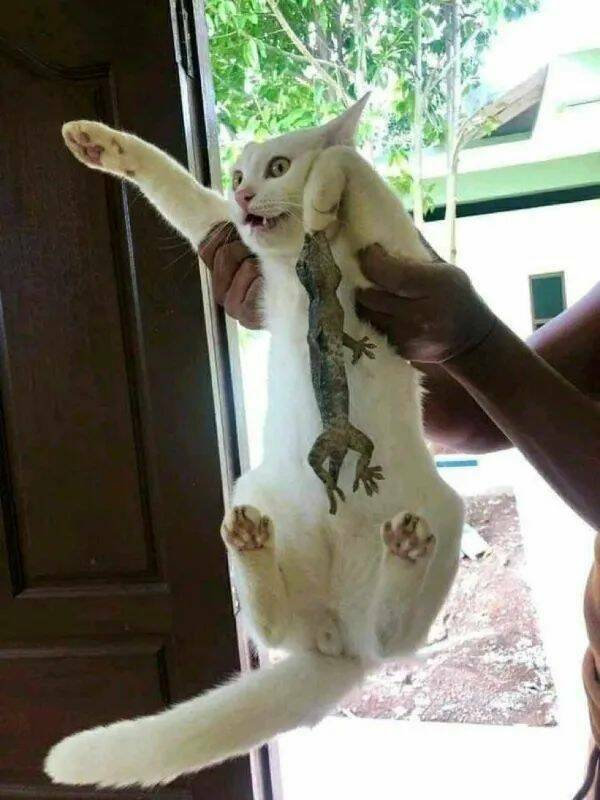 Purrfectly Hilarious Cat Memes And Photos