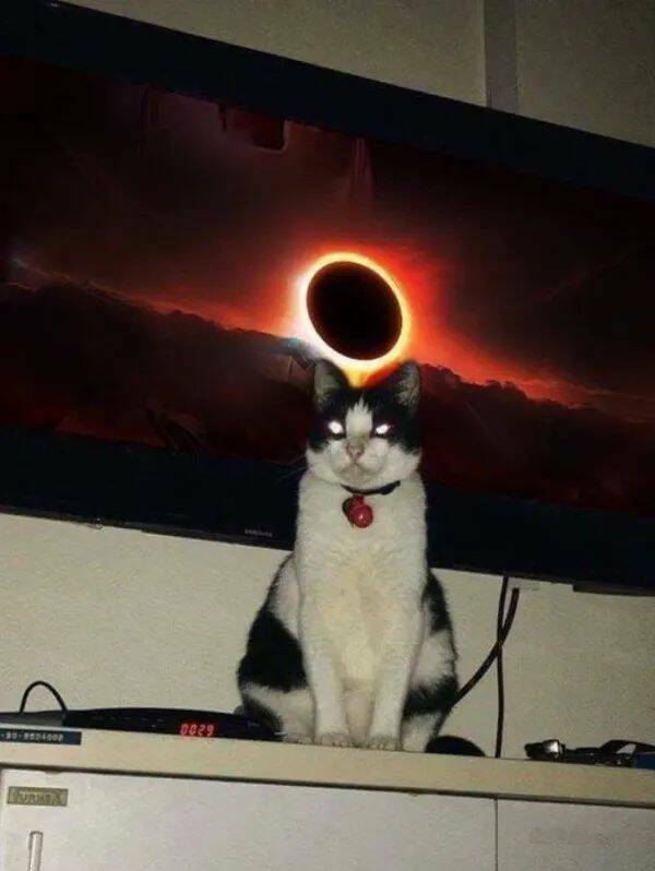 Purrfectly Hilarious Cat Memes And Photos