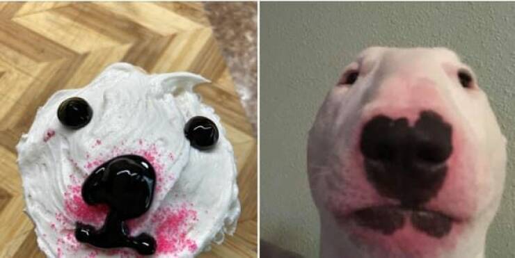 The Great Cake Catastrophe