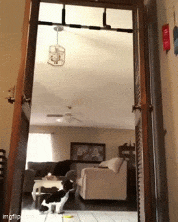 Daily Gifdump [WEEKEND EDITION]