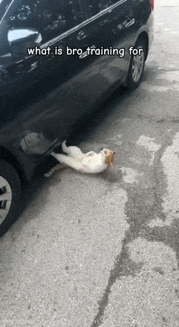 Daily Gifdump [WEEKEND EDITION]