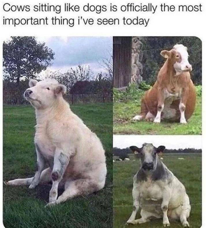 Funny Picdump Funny Picdump