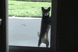 Daily Gifdump