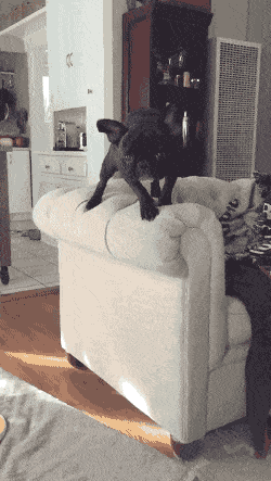 Daily Gifdump