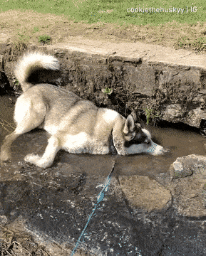 Daily Gifdump