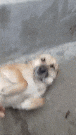 Daily Gifdump