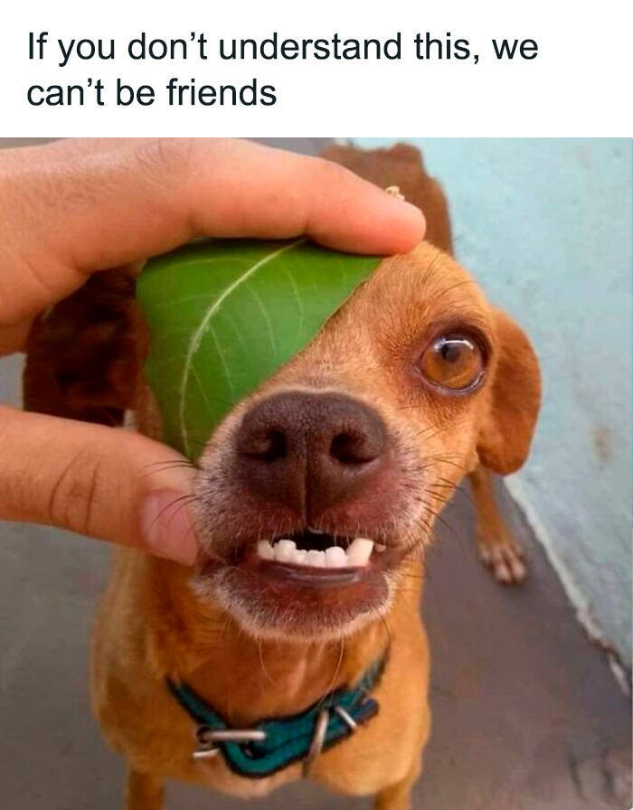 Old-School Cartoon Memes That’ll Hit You Right In The Childhood Old-School Cartoon Memes That’ll Hit You Right In The Childhood