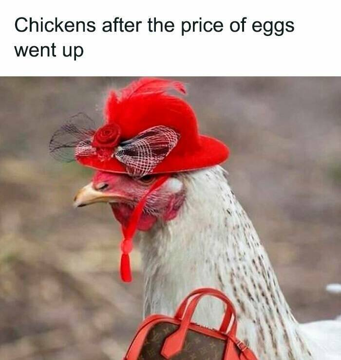 Scroll, Laugh, Repeat