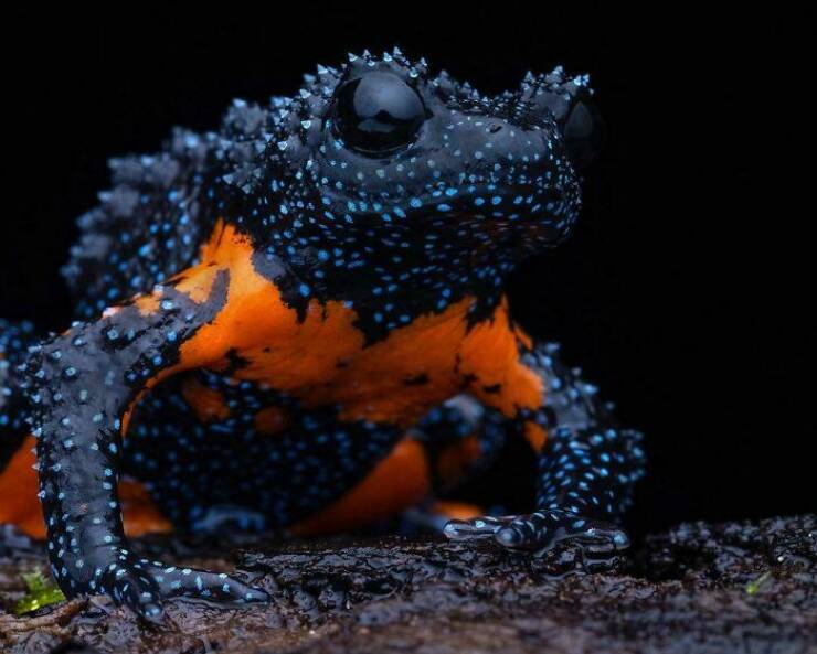 When Nature Stole The Show