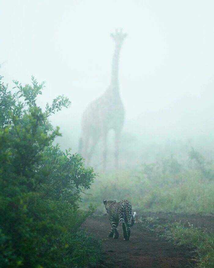 When Nature Stole The Show