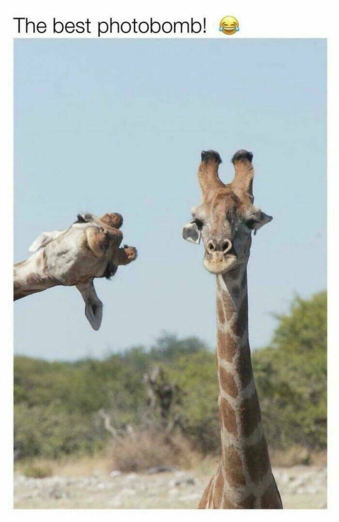 When Nature Stole The Show When Nature Stole The Show