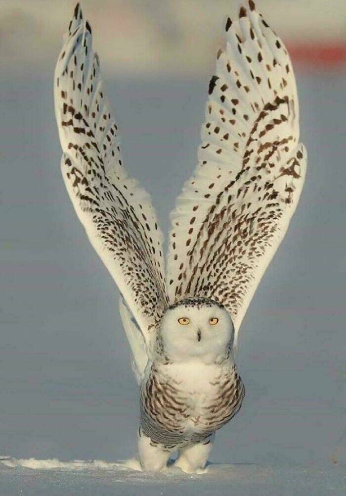 When Nature Stole The Show When Nature Stole The Show