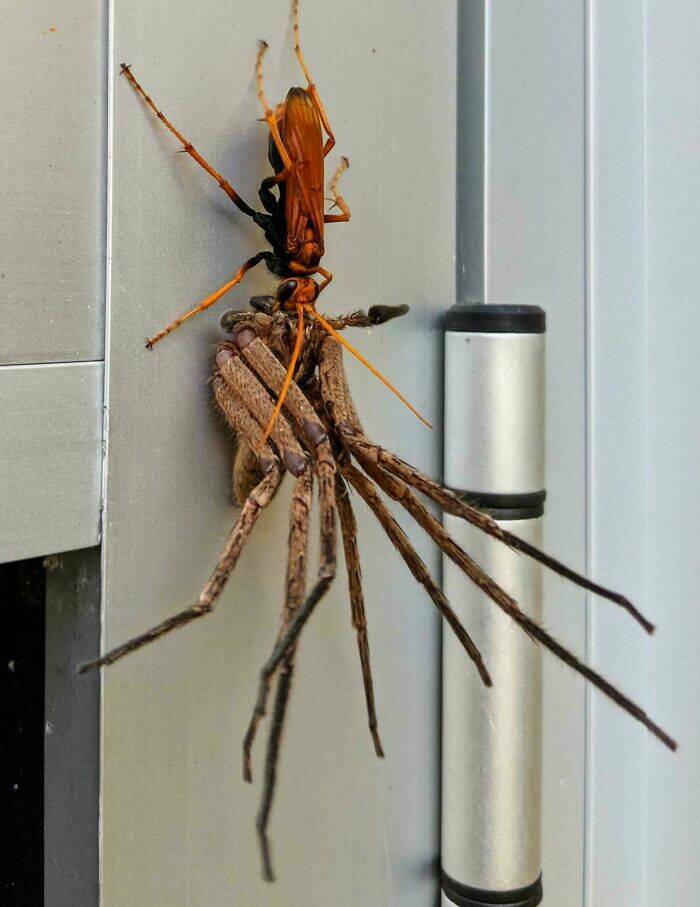 When Nature Stole The Show When Nature Stole The Show