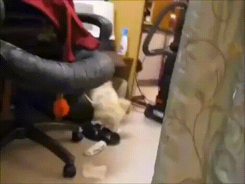 Daily Gifdump Daily Gifdump