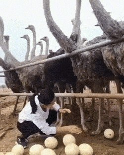 Daily Gifdump Daily Gifdump