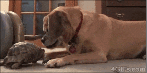 Daily Gifdump Daily Gifdump