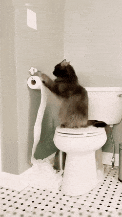 Daily Gifdump Daily Gifdump