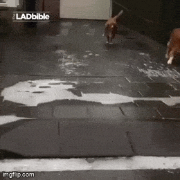 Daily Gifdump Daily Gifdump