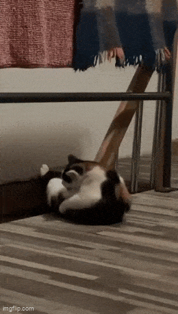 Daily Gifdump Daily Gifdump