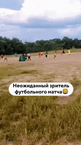 Daily Gifdump Daily Gifdump