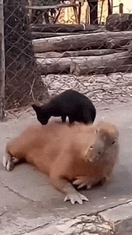 Daily Gifdump Daily Gifdump