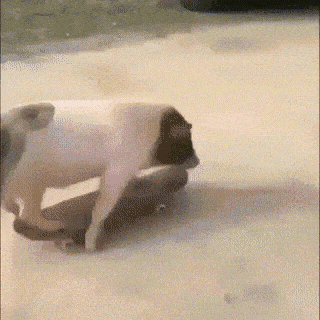 Daily Gifdump Daily Gifdump