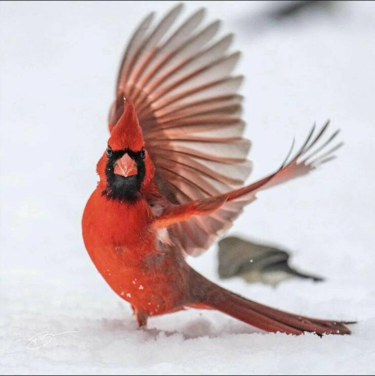 Daily Picdump Daily Picdump