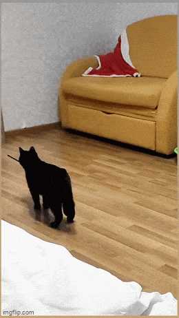 Daily Gifdump Daily Gifdump