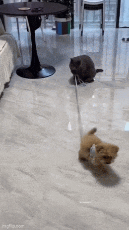 Daily Gifdump Daily Gifdump